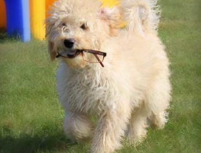 anise profile e1552263322639