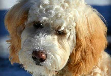 chablis profile e1552263359117