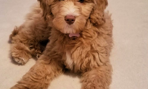 Bijou