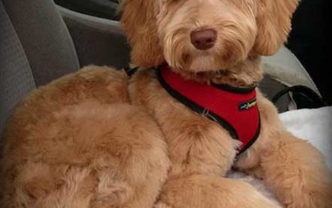 Dixie
