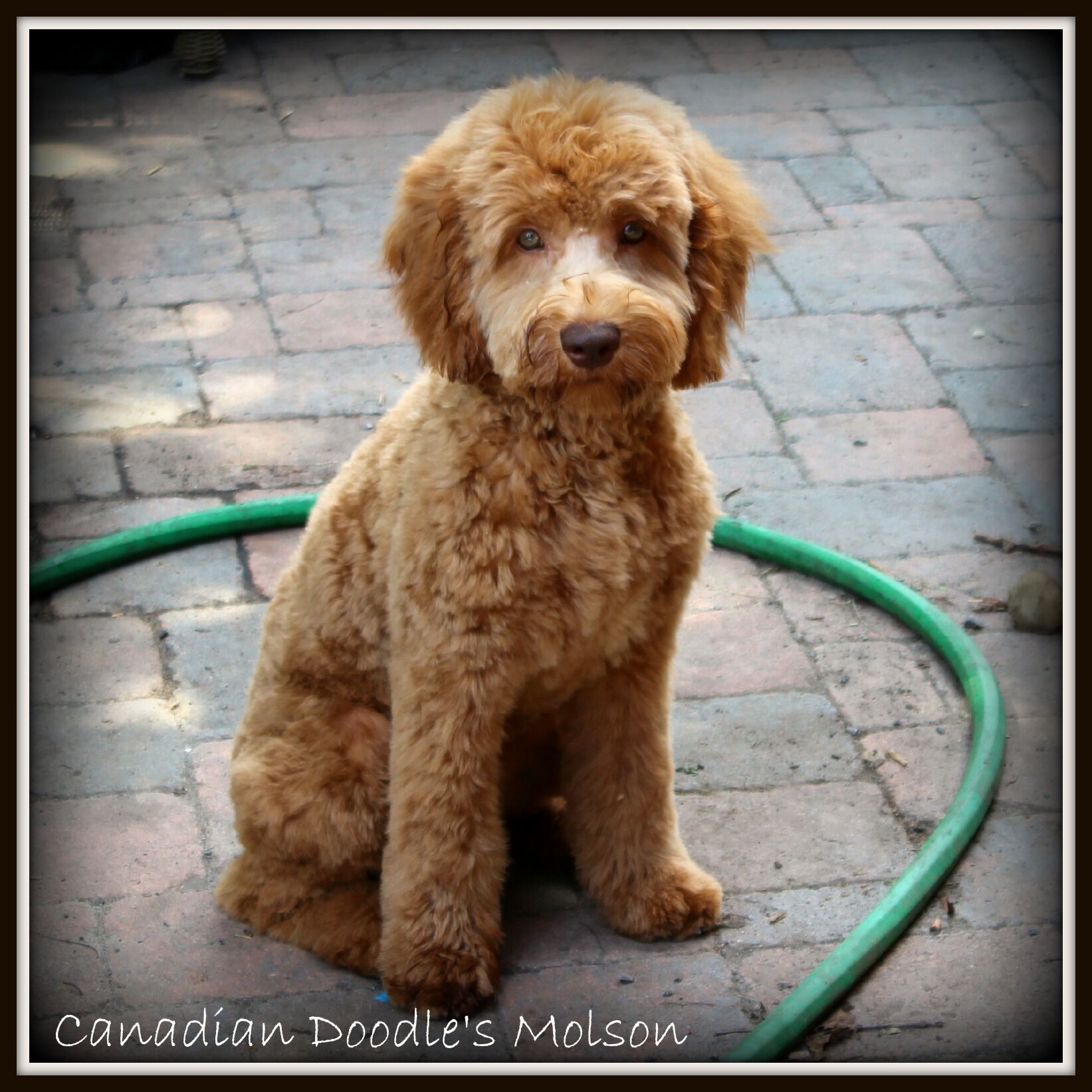 Puppy Colours Labradoodle Puppies In Ottawa ON