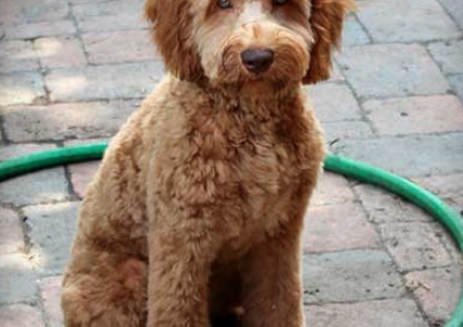 molson